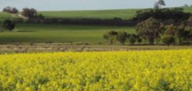Canola